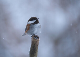 Obraz premium Cute chickadee on a stick in winter with snow