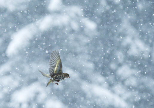 Pine siskin flying in a snowstorm