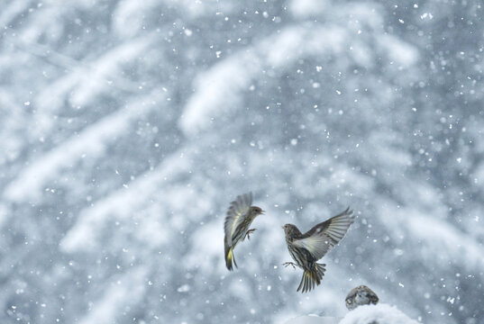 Pine siskins fighting in a snow storm in a forest