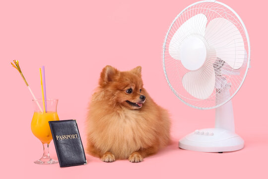 Cute Pomeranian spitz with electric fan, passport and cocktail lying on pink background