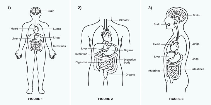 Anatomical illustrations of the human body's internal organs and systems presented in frontal and sagittal views
