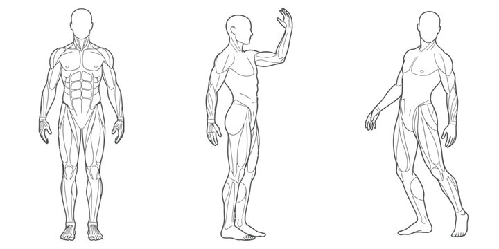 Anatomical illustrations showcasing male muscular system and poses for study and reference