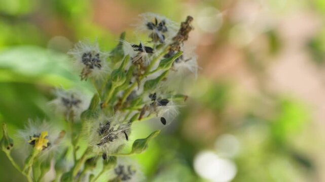 A delicate cluster of wild dandelion-like seed heads with white wispy pappus sways gently in a light breeze against a blurred green bokeh background.
