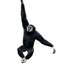 Fototapeta premium Black Gibbon Monkey Swinging on White Background