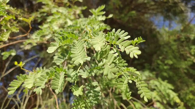 Prosopis Cineraria (Khejari) tree leaves, close up view