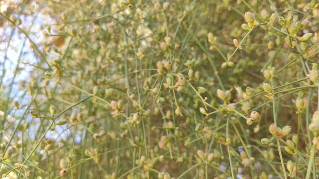 Fruiting Ephedra plant vine mon the bush, close up footage