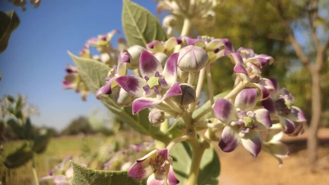 Calotropis gigantea (Aakra) flowers, close up footage