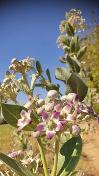 Calotropis gigantea (Aakra) flowers, close up footage