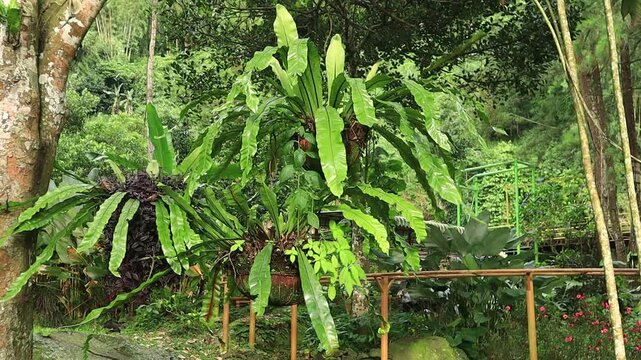 Kadaka ornamental plant or Asplenium nidus with large, long green leaves in a pot hanging on a tree in Kemesraan Park, Pujon, Malang, East Java, Indonesia swinging in the wind
