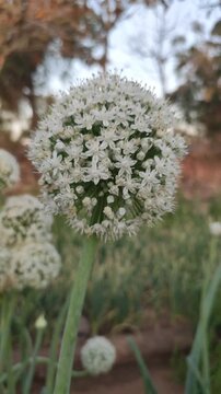 Blooming flowers of onion seeds crop, close up view, onion flowers, flowering onion plant
