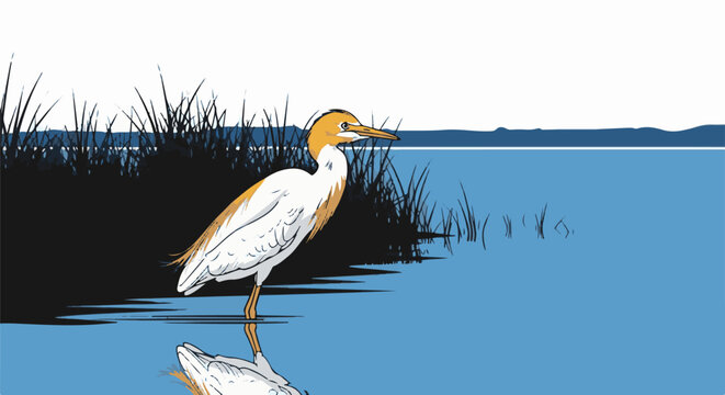 A white and orange bird stands in shallow blue water near reeds