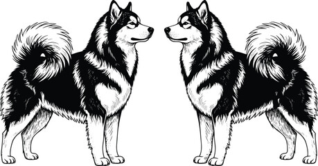 Detailed black and white husky dog engraving illustration pair standing symmetrical facing each other isolated on white background vintage style © Mamun