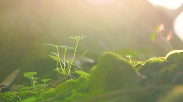 Spring Sunlight Filtering Through Fresh Green Plants 4K