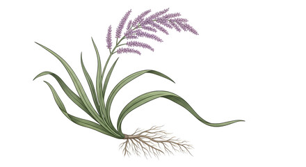 Obraz premium Illustration of purple flowering grass plant with roots and long green leaves isolated on white