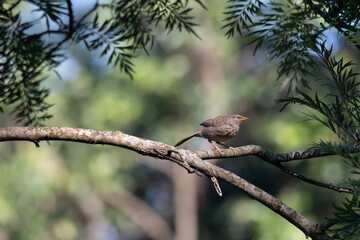 Fototapeta premium A high angle of Yellow Billed Babbler perched on a textured, dark branch with a soft bokeh background of green leaves and blue sky.