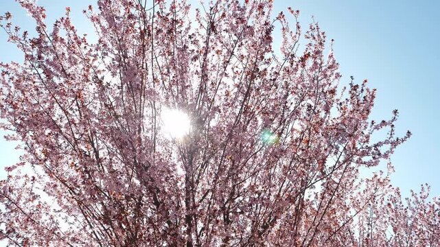 There are many flowering plum trees with pink flowers in the city park. Slow motion with a stabilizer. Spring cherry blossom. Sakura.