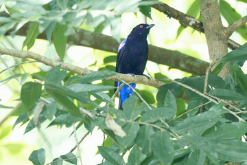 Fototapeta premium A male Asian Fairy bluebird featuring deep black underparts and luminous blue upperparts. The bird is captured in forest settings, perched among green foliage, highlighting its distinct red iris .