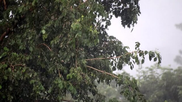 Rain falls, pouring down on the branches of the Pule tree