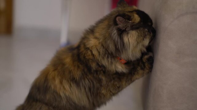 Close up of adorable tricolor Persian cat standing next to a modern grey sofa and staring with big round eyes, looking curious.Cat Sniffing Cat licking