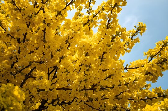 vibrant yellow flowers blooming on a bush against a clear blue sky in a sunny spring garden