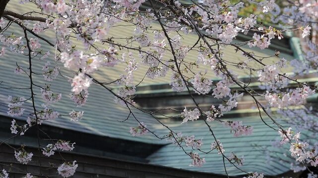 cherry blossom tree緑青色の屋根に映える淡いピンクの桜　ソメイヨシノ　埼玉県川口神社