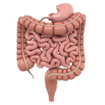 A detailed 3d model of the human digestive system