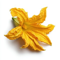 Fototapeta premium Bright Yellow Zucchini Flower Detailed Macro Studio Shot with Delicate Petals and Green Stem Isolated on White