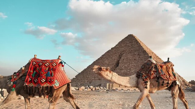 A walking camel and the pyramid of egypt on cloudy day and blue sky in the middle of desert