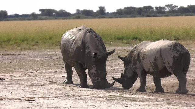 White Rhinoceros Adult and Calf Sparring in Open Savanna  interaction on flat, dry ground