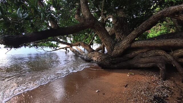 Massive coastal tree roots spreading across sandy tropical shoreline