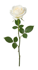 Obraz premium A single elegant white rose flower in full bloom featuring delicate soft petals gently curving outward attached to a slender green stem adorned with vibrant serrated leaves and sharp thorns