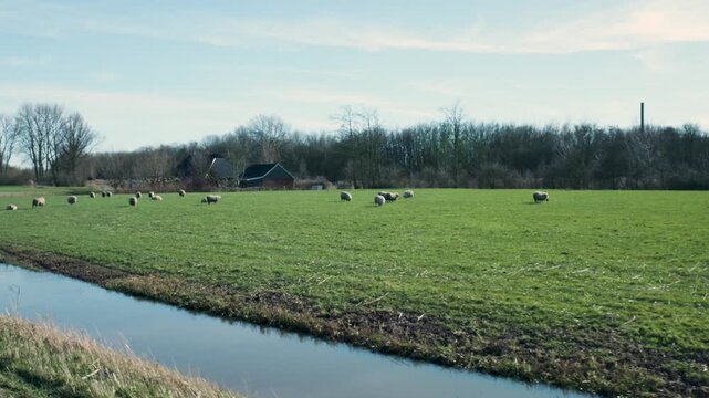 Dutch polder landscape with a flock of sheep grazing