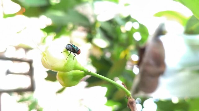 Closeup of housefly sitting on green plant bud with natural sunlight and blurred background showing insect behavior in outdoor environment. Nature concept