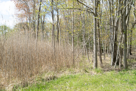 reeds at the edge of a wetland ecosystem west a woodland forest and the transition zone is biodiverse
