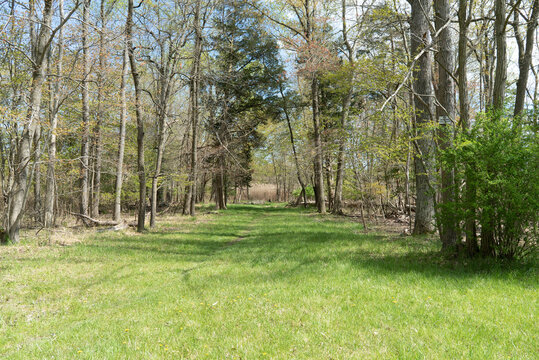 beautiful clearing in someones back yard, property or a public land like a park or outdoor forest for recreation and the green grass and edge of the woods ecosystem with trees