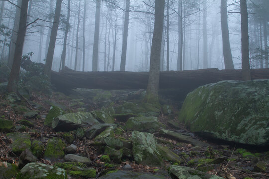 looking upward in a foggy creepy forest at night, with pale moonlight piercing the scary haunted woods