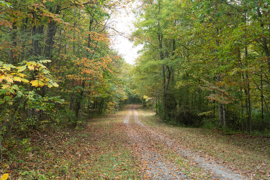 magical fall scene of leaves beginning to change color and drop along the wooded serine and relaxing drive on public lands in the autumn season