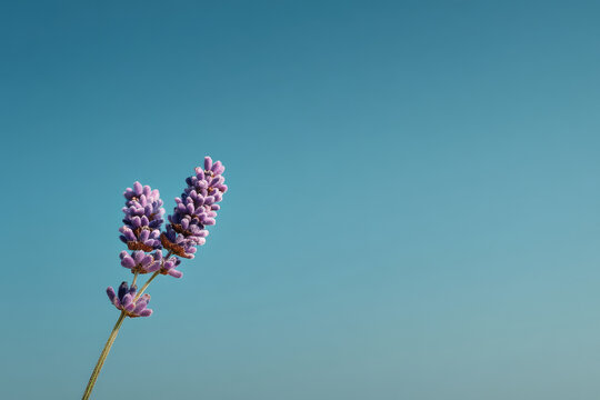 portrait of proctologist with focused expression exuding professionalism and dedication