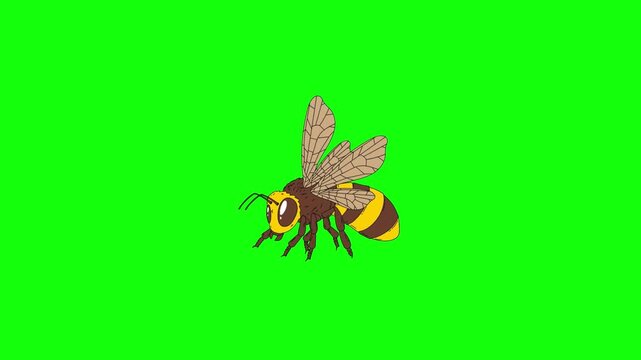 Animated 2D cartoon bee flapping wings rapidly, hovering in place, body bobbing slightly, isolated on green screen background.
