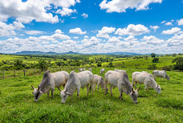 Obraz premium Herd of white zebu cattle grazing peacefully in a vibrant green rural pasture under a blue sky