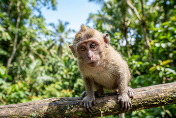 Fototapeta premium Young long tailed macaque monkey sitting on a wooden branch looking directly at the camera