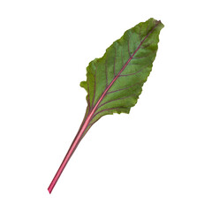Fototapeta premium Fresh green beetroot leaf with red stem isolated on transparent background