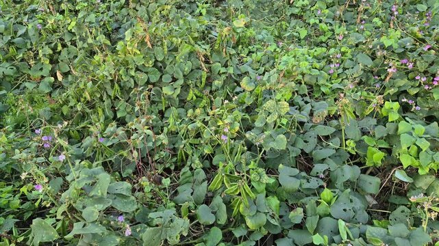 Growth Stage of Hyacinth Bean on Bamboo Trellis - Agriculture Bangladesh