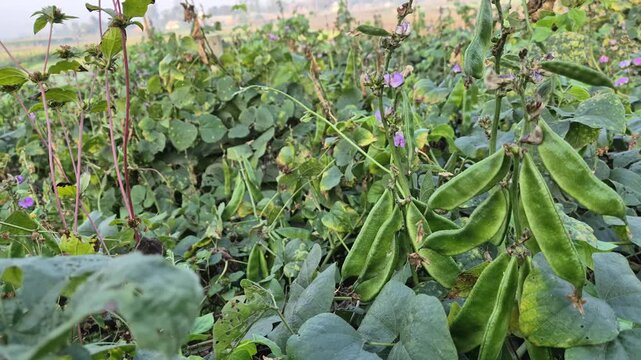 Abundant Hyacinth Bean Cultivation in Rural Agricultural Field - Bangladesh