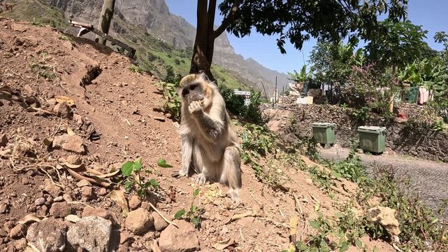 Green monkey eating fruit in Cape Verde