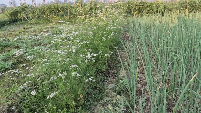 Mixed Cropping of Onion and Coriander Plants in Rural Farm - Agriculture Bangladesh