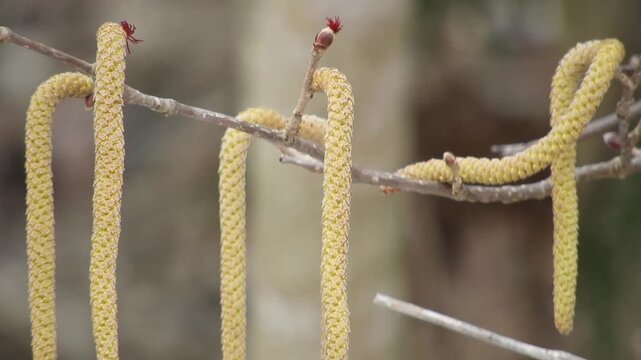 【4K】早春の深山に咲くツノハシバミ：イソギンチャクのような赤い雌花と、生命力溢れる芽吹きの風景素材　[4K] Asian Beaked Hazel (Tsuno-hashibami) in Early Spring: Unique Red Female Flowers Blooming in Deep Mountains  撮影日：20260317-1