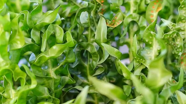 Close-up of green leaves covering the entire frame