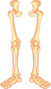 human lower body bones, including the pelvis, femur, knee joint, tibia, fibula, and feet.classic vintage etching style with orange and cream tones.