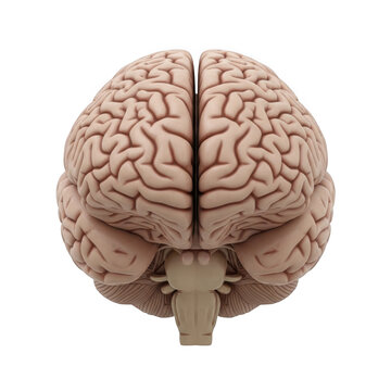 Anatomical illustration of a human brain viewed from above